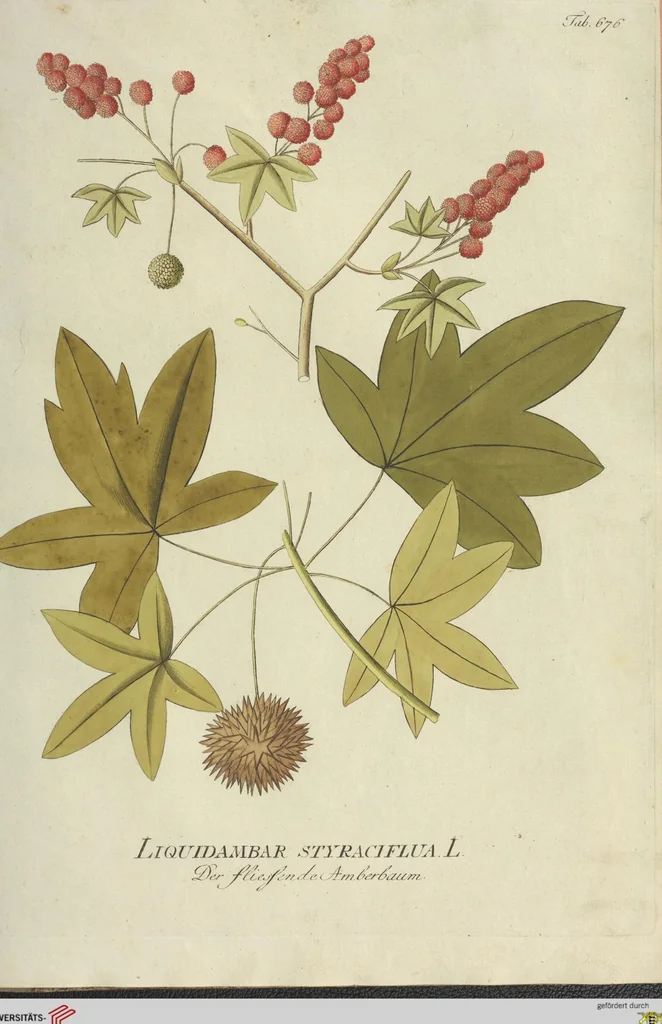 An illustration from (Centuria VII.), 1803, leaf 227