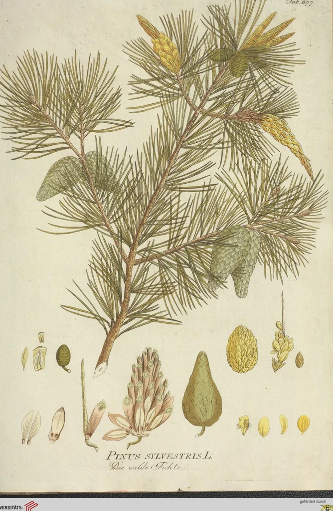 An illustration from (Centuria VII.), 1803, leaf 229