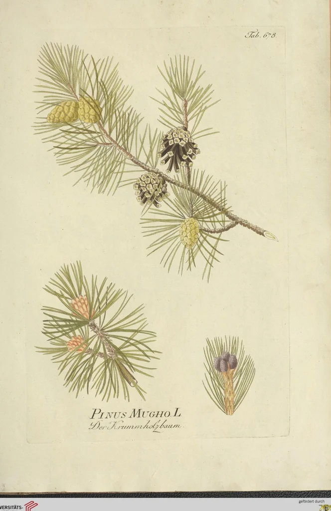 An illustration from (Centuria VII.), 1803, leaf 231