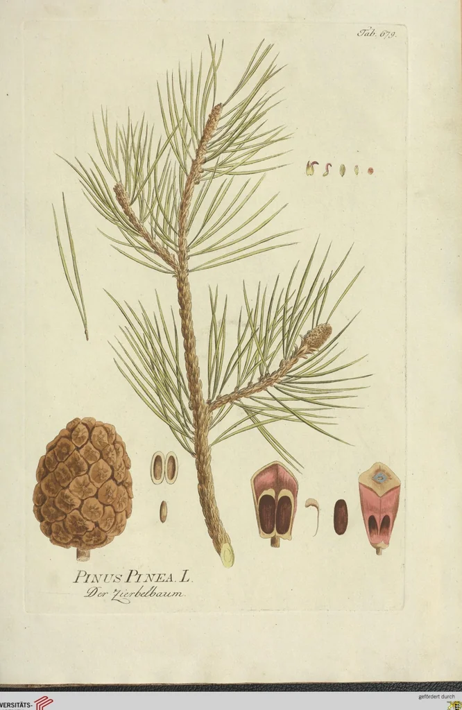 An illustration from (Centuria VII.), 1803, leaf 233