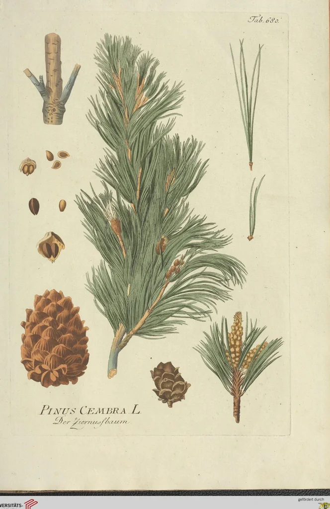 An illustration from (Centuria VII.), 1803, leaf 235