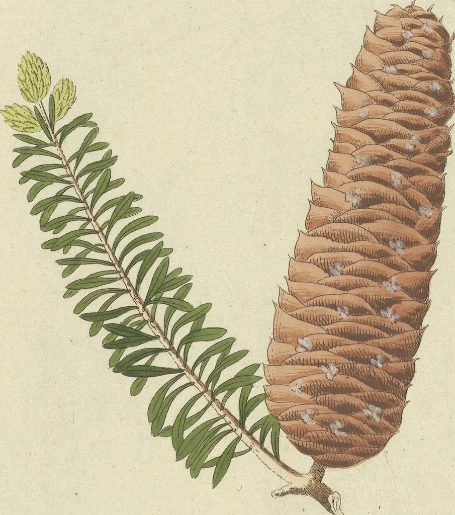 An illustration from (Centuria VII.), 1803, leaf 239