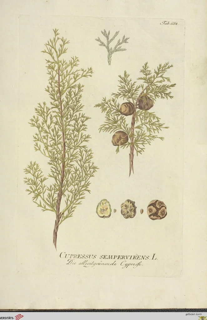 An illustration from (Centuria VII.), 1803, leaf 243