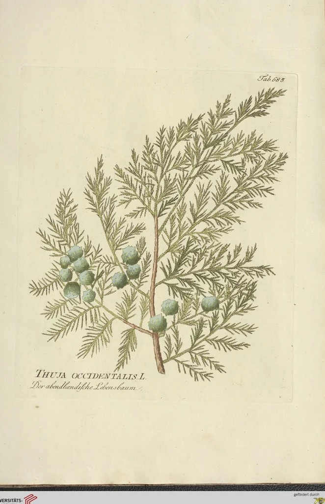 An illustration from (Centuria VII.), 1803, leaf 245
