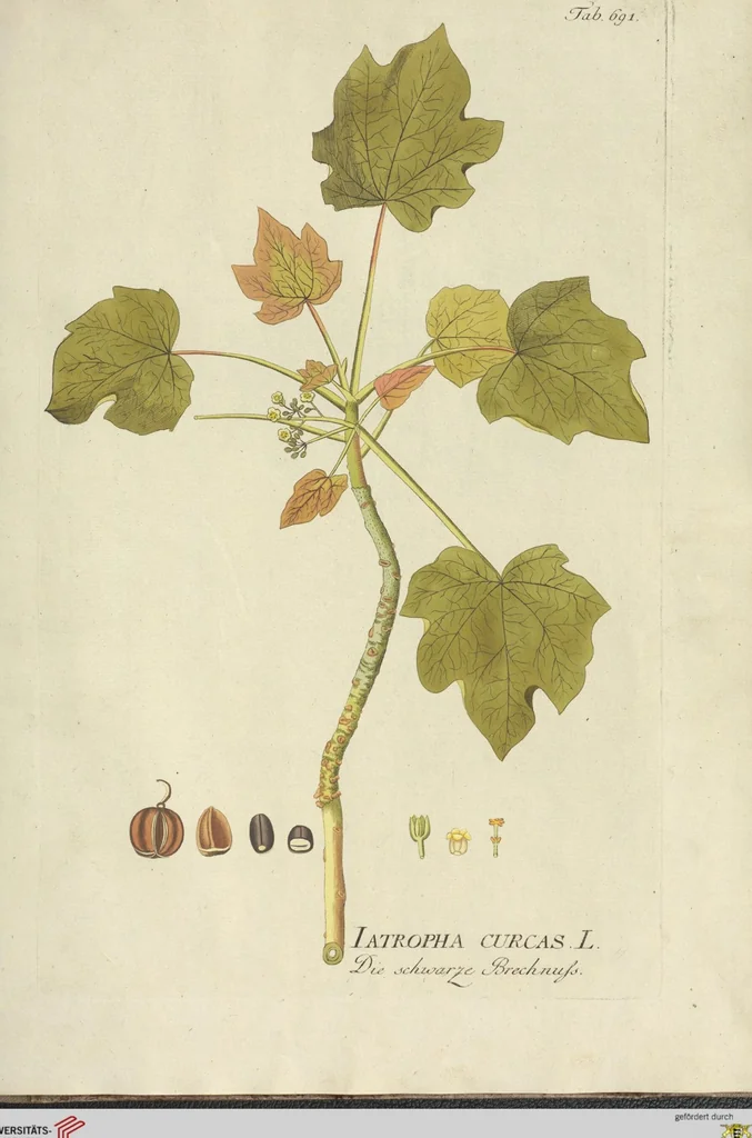 An illustration from (Centuria VII.), 1803, leaf 257