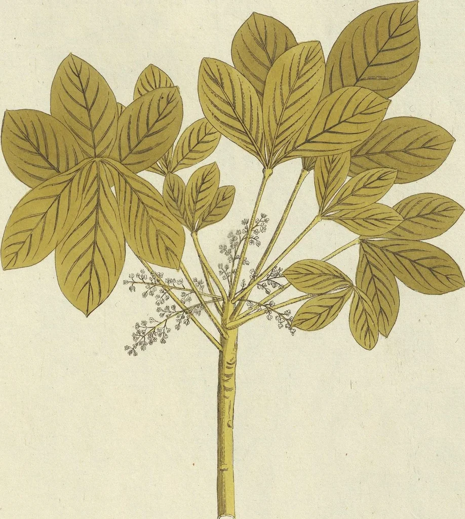 An illustration from (Centuria VII.), 1803, leaf 259