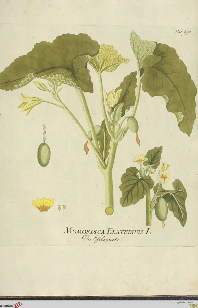An illustration from (Centuria VII.), 1803, leaf 261