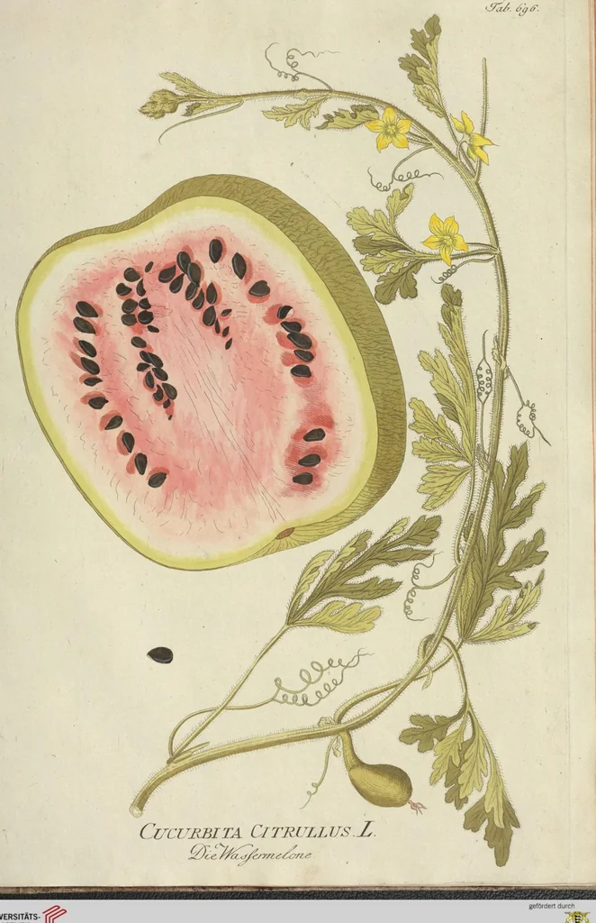 An illustration from (Centuria VII.), 1803, leaf 267