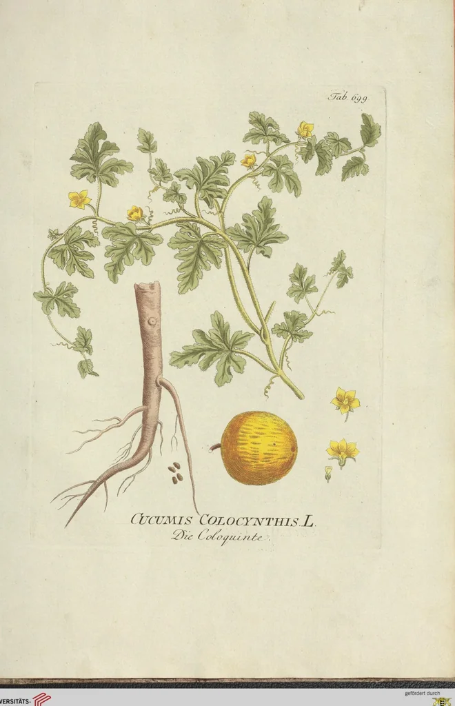 An illustration from (Centuria VII.), 1803, leaf 273