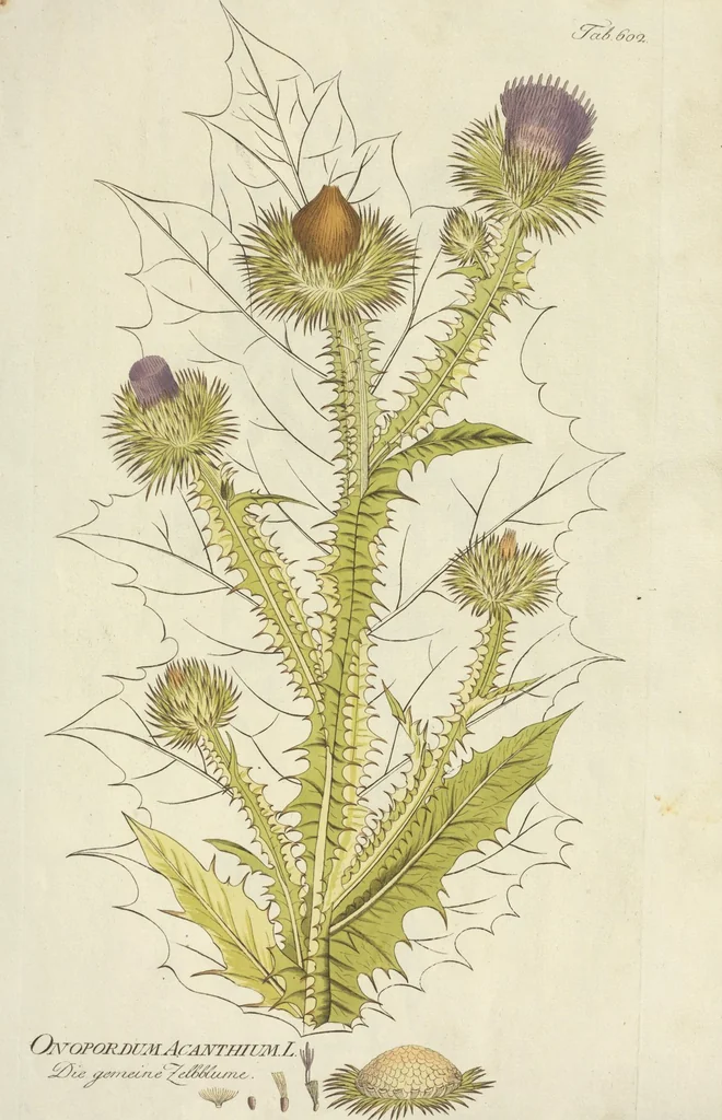 An illustration from (Centuria VII.), 1803, leaf 73
