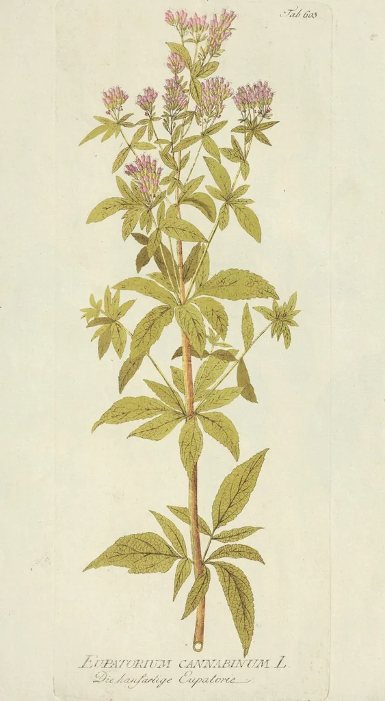 An illustration from (Centuria VII.), 1803, leaf 75