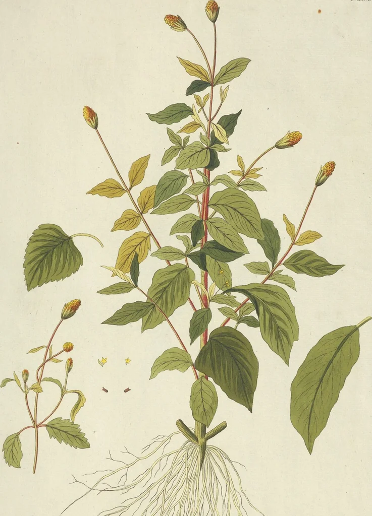 An illustration from (Centuria VII.), 1803, leaf 77
