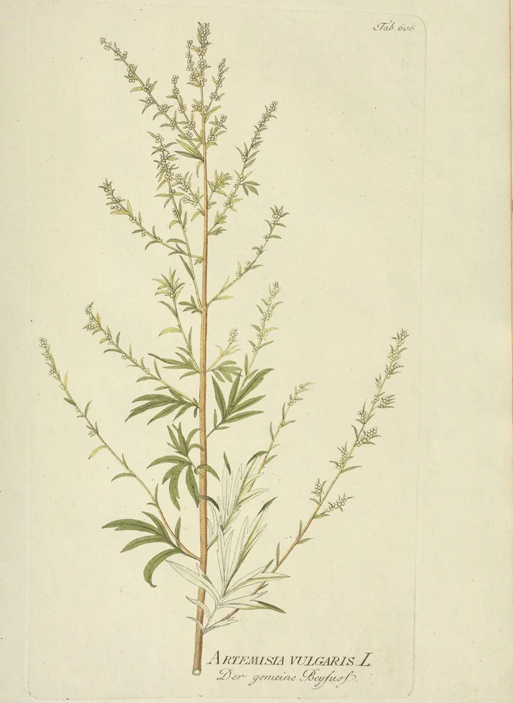 An illustration from (Centuria VII.), 1803, leaf 81