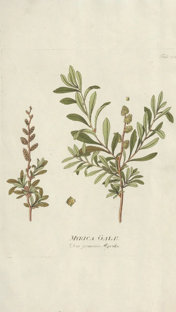 An illustration from (Centuriae Octavae Fasciculus Primus), 1807, leaf 27
