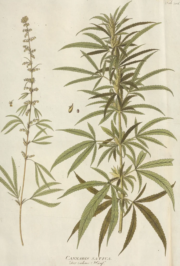 An illustration from (Centuriae Octavae Fasciculus Primus), 1807, leaf 31