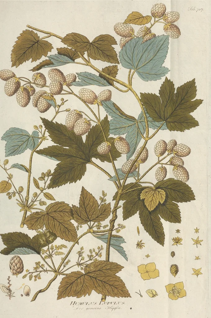 An illustration from (Centuriae Octavae Fasciculus Primus), 1807, leaf 33