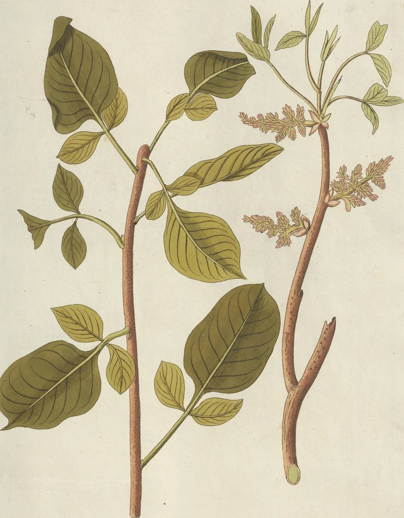 An illustration from (Centuriae Octavae Fasciculus Primus), 1807, leaf 35