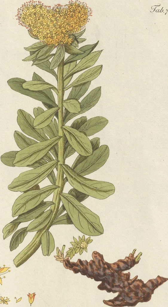 An illustration from (Centuriae Octavae Fasciculus Primus), 1807, leaf 51