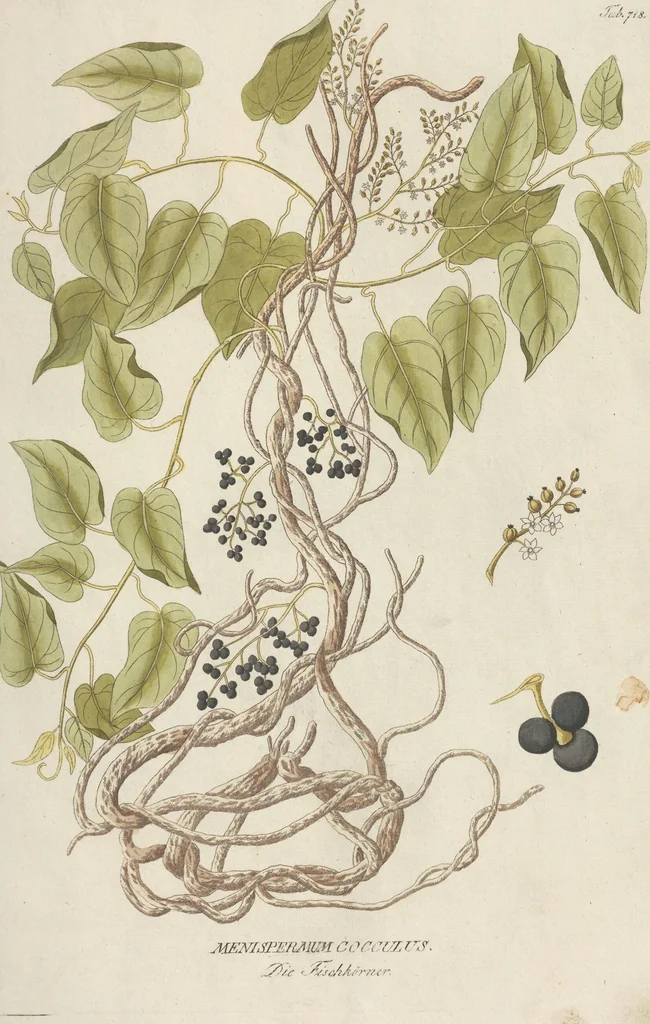 An illustration from (Centuriae Octavae Fasciculus Primus), 1807, leaf 55