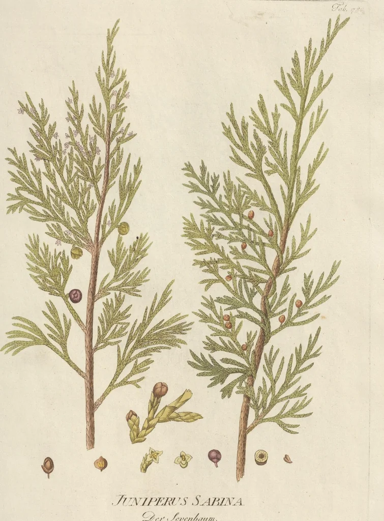 An illustration from (Centuriae Octavae Fasciculus Primus), 1807, leaf 59