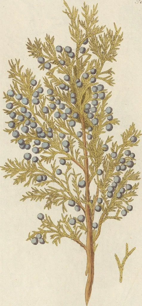 An illustration from (Centuriae Octavae Fasciculus Primus), 1807, leaf 61