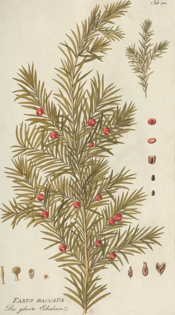 An illustration from (Centuriae Octavae Fasciculus Primus), 1807, leaf 63