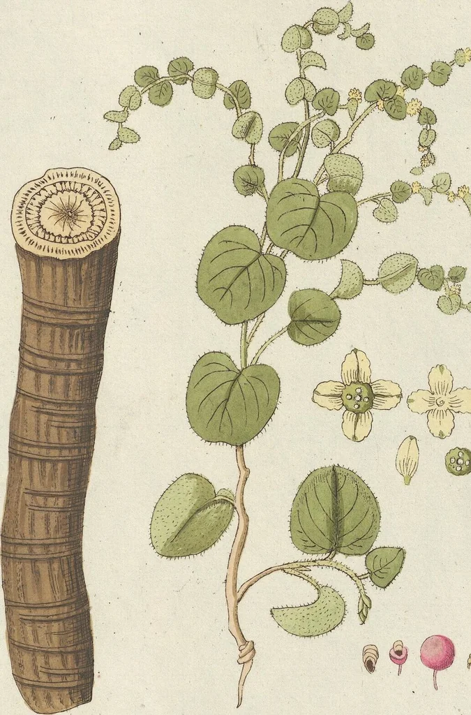 An illustration from (Centuriae Octavae Fasciculus Primus), 1807, leaf 65