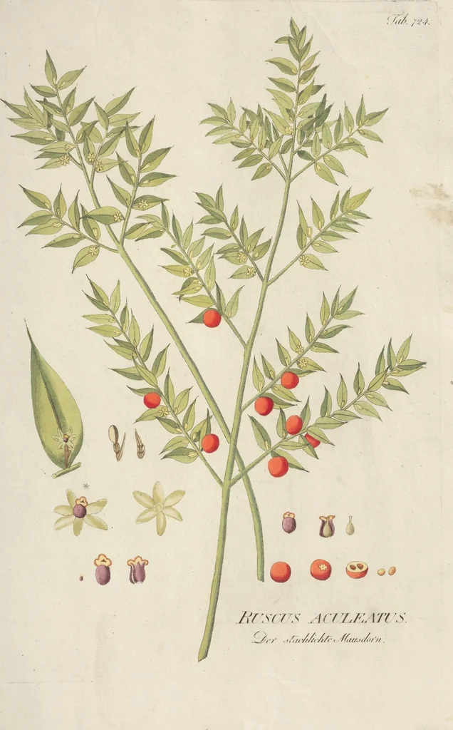 An illustration from (Centuriae Octavae Fasciculus Primus), 1807, leaf 67