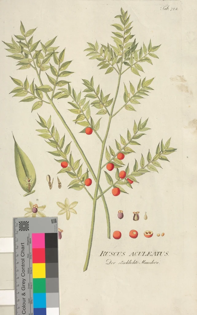 An illustration from (Centuriae Octavae Fasciculus Primus), 1807, leaf 75