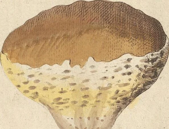 An illustration from (Centuriae Octavae Fasciculus Secundus Totiusque Operis Ultimus), 1812, leaf 101