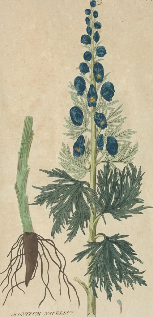 An illustration from (Centuriae Octavae Fasciculus Secundus Totiusque Operis Ultimus), 1812, leaf 113