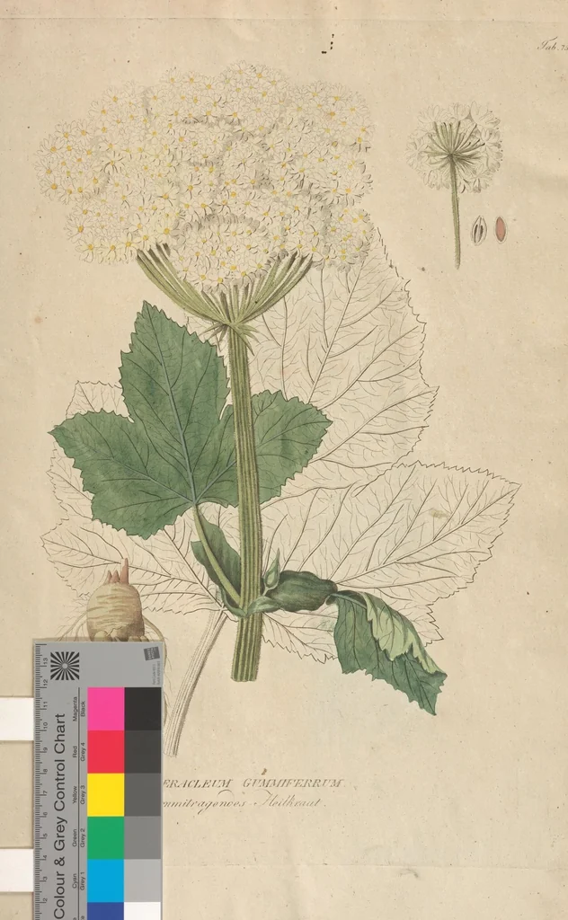 An illustration from (Centuriae Octavae Fasciculus Secundus Totiusque Operis Ultimus), 1812, leaf 115