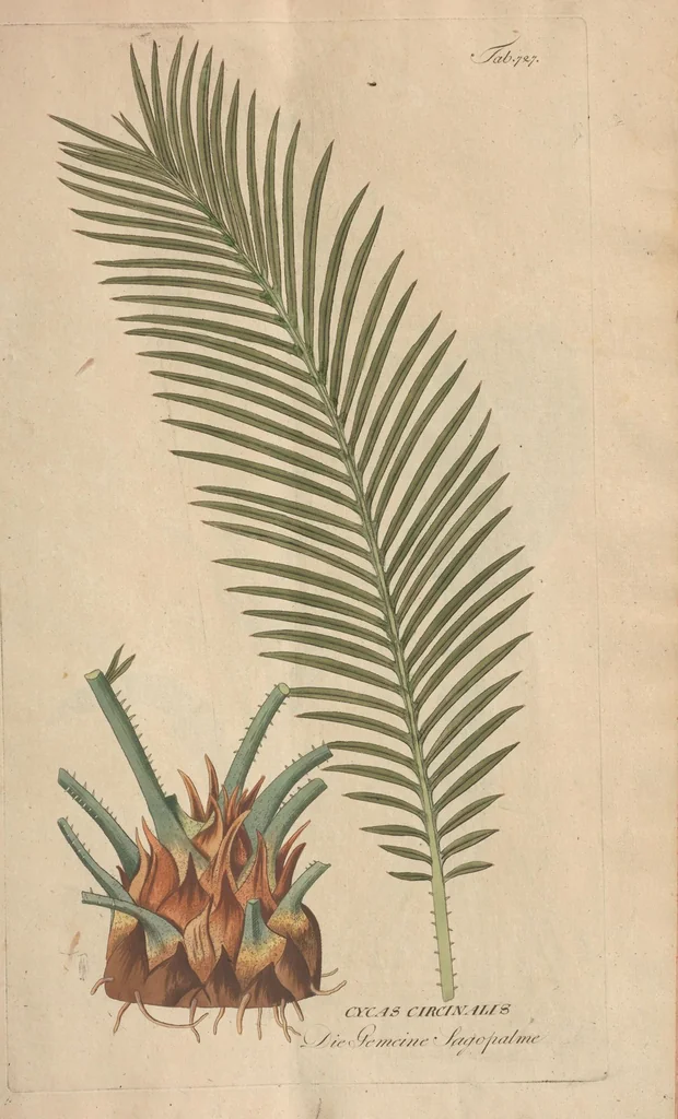 An illustration from (Centuriae Octavae Fasciculus Secundus Totiusque Operis Ultimus), 1812, leaf 51