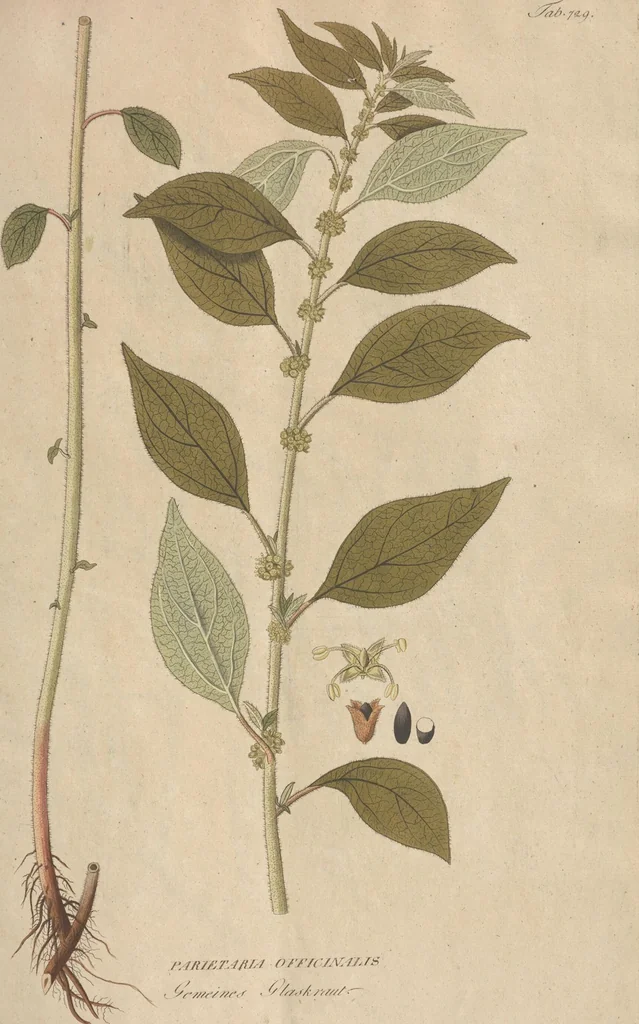An illustration from (Centuriae Octavae Fasciculus Secundus Totiusque Operis Ultimus), 1812, leaf 55