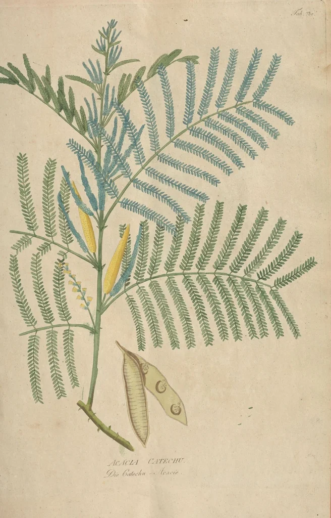 An illustration from (Centuriae Octavae Fasciculus Secundus Totiusque Operis Ultimus), 1812, leaf 57