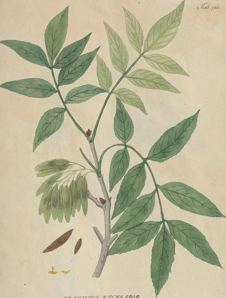 An illustration from (Centuriae Octavae Fasciculus Secundus Totiusque Operis Ultimus), 1812, leaf 63