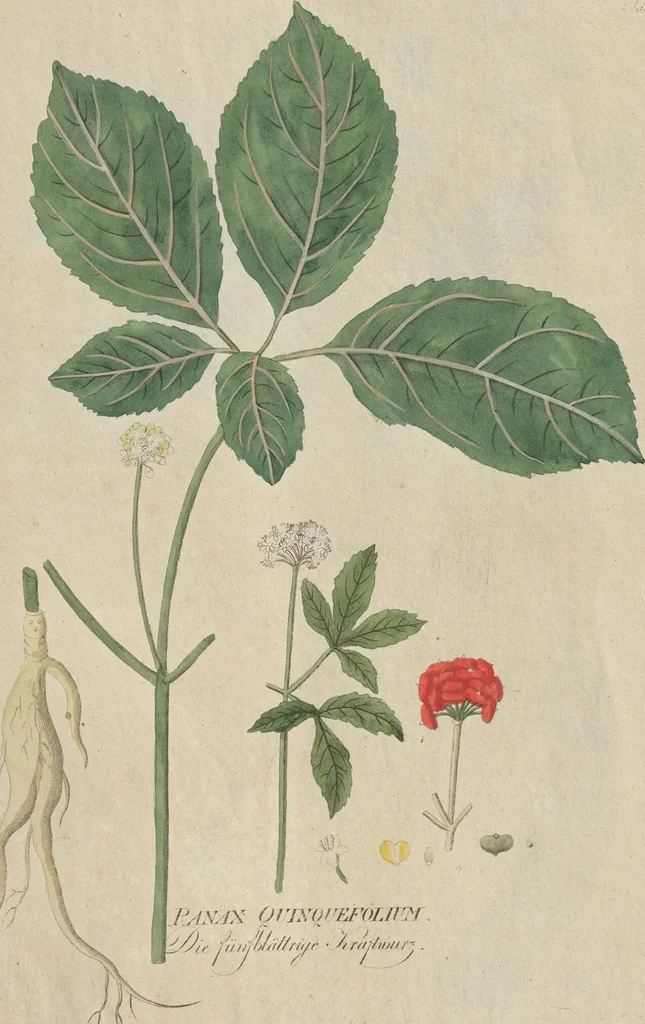 An illustration from (Centuriae Octavae Fasciculus Secundus Totiusque Operis Ultimus), 1812, leaf 65