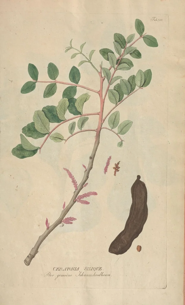 An illustration from (Centuriae Octavae Fasciculus Secundus Totiusque Operis Ultimus), 1812, leaf 67