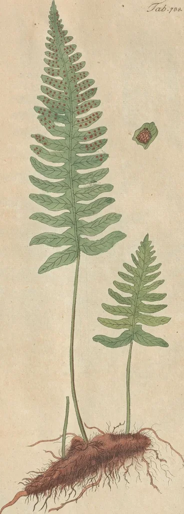 An illustration from (Centuriae Octavae Fasciculus Secundus Totiusque Operis Ultimus), 1812, leaf 73