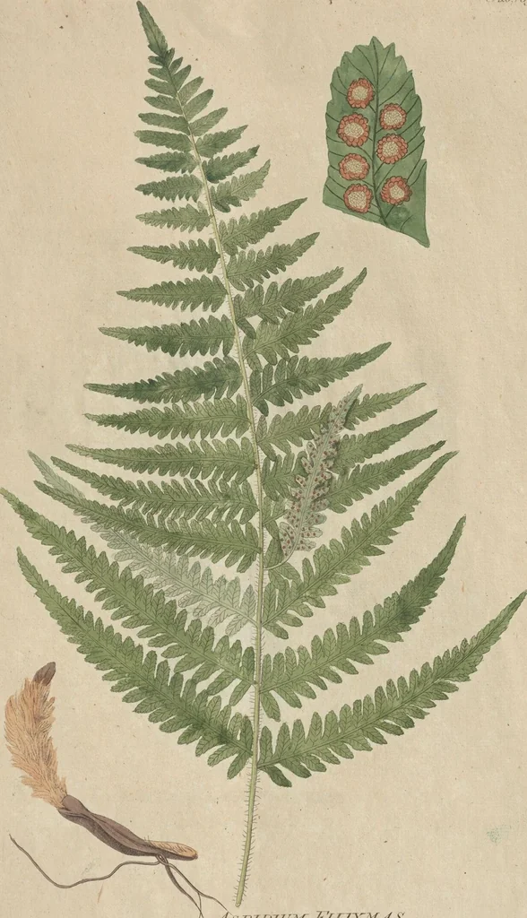 An illustration from (Centuriae Octavae Fasciculus Secundus Totiusque Operis Ultimus), 1812, leaf 75