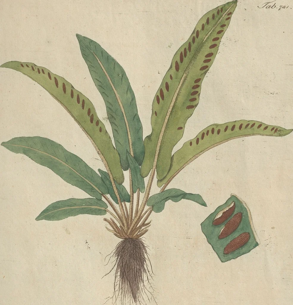 An illustration from (Centuriae Octavae Fasciculus Secundus Totiusque Operis Ultimus), 1812, leaf 79