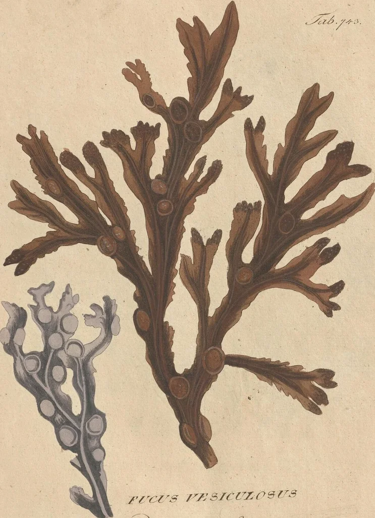 An illustration from (Centuriae Octavae Fasciculus Secundus Totiusque Operis Ultimus), 1812, leaf 83