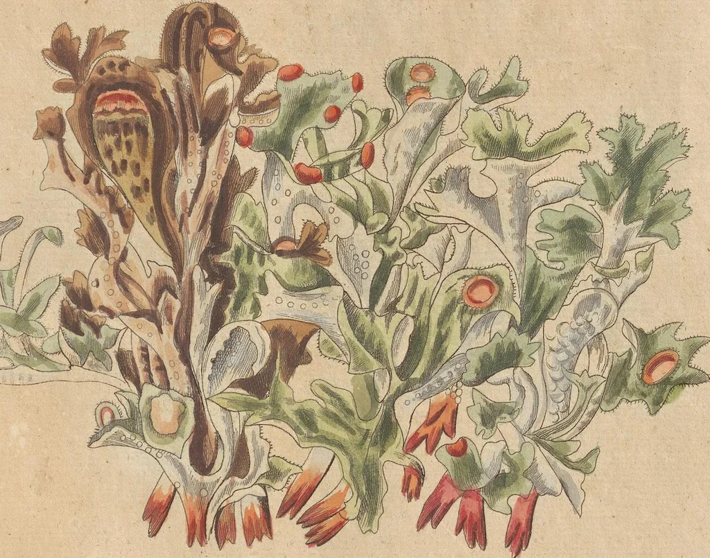 An illustration from (Centuriae Octavae Fasciculus Secundus Totiusque Operis Ultimus), 1812, leaf 85