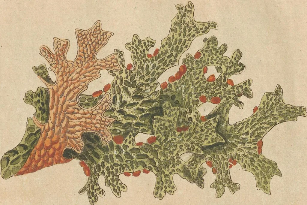 An illustration from (Centuriae Octavae Fasciculus Secundus Totiusque Operis Ultimus), 1812, leaf 87