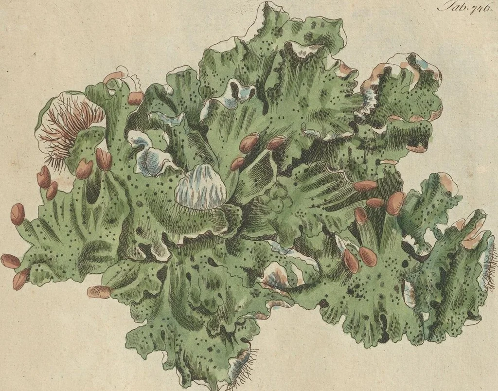 An illustration from (Centuriae Octavae Fasciculus Secundus Totiusque Operis Ultimus), 1812, leaf 89