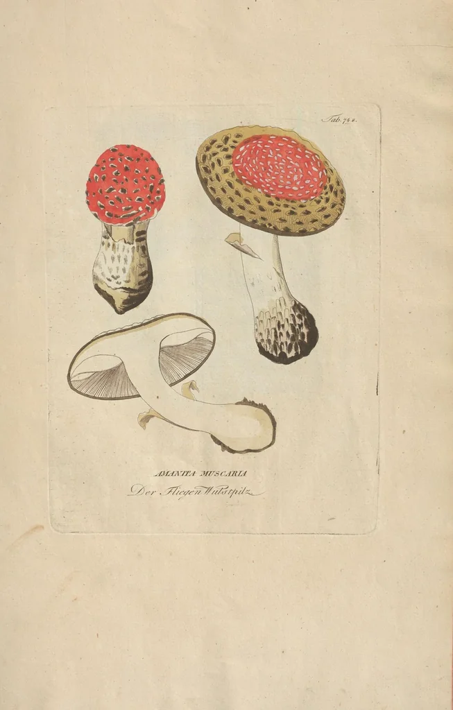 An illustration from (Centuriae Octavae Fasciculus Secundus Totiusque Operis Ultimus), 1812, leaf 93