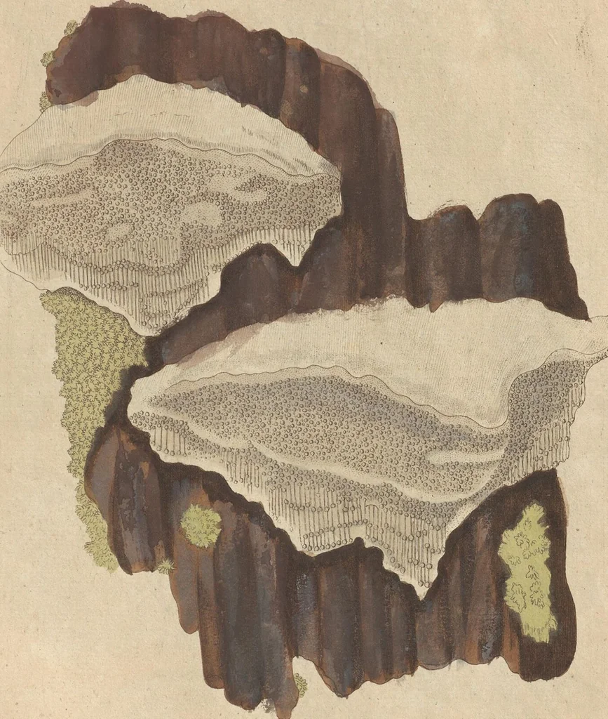 An illustration from (Centuriae Octavae Fasciculus Secundus Totiusque Operis Ultimus), 1812, leaf 95