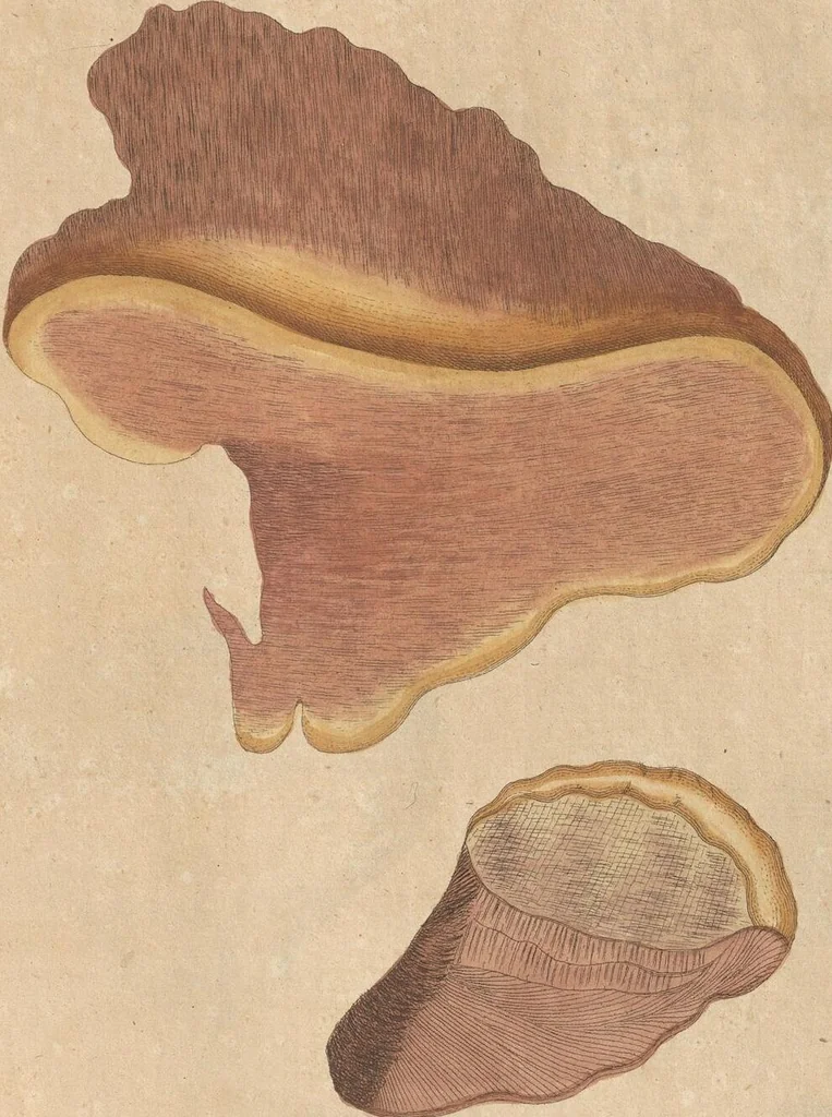 An illustration from (Centuriae Octavae Fasciculus Secundus Totiusque Operis Ultimus), 1812, leaf 99
