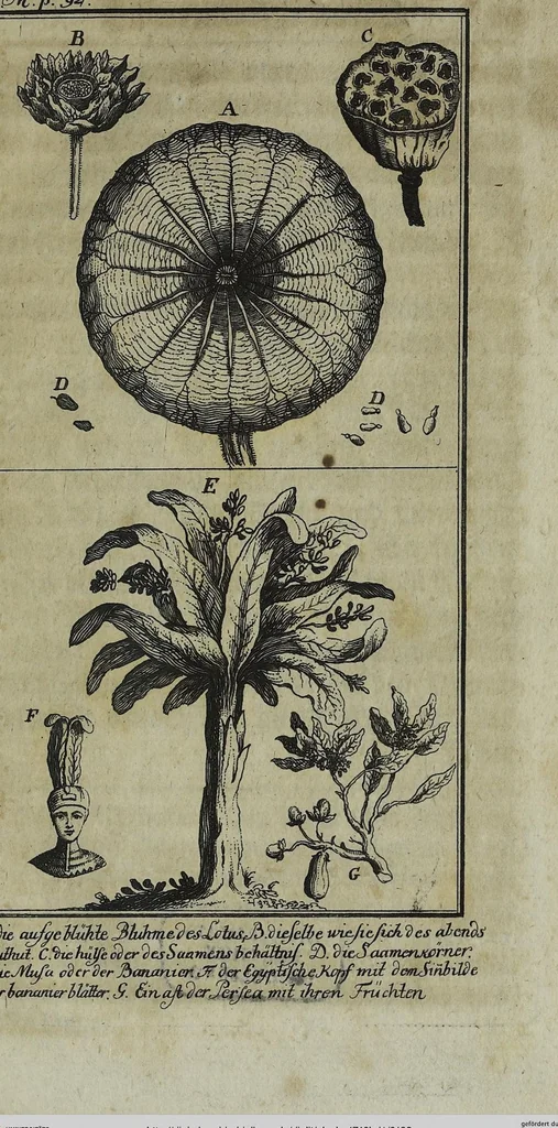 An illustration from (Band 1), 1740, leaf 132