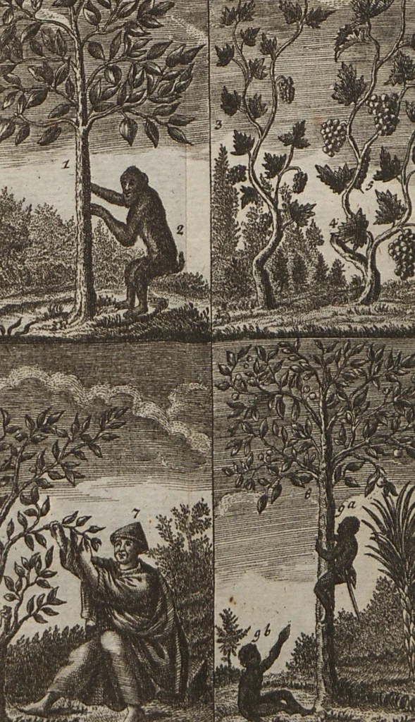 An illustration from Naturgeschichte für Kinder, 1780, leaf 730
